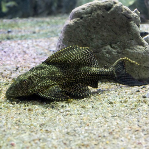 Krunýřovec plochoústý - Hypostomus plecostomus