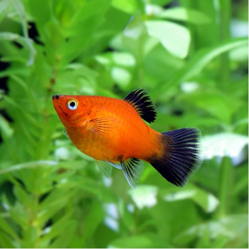 Plata skvrnitá 29,- - Xiphophorus maculatus