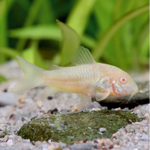 Pancéřníček skvrnitý albín - Corydoras paleauts
