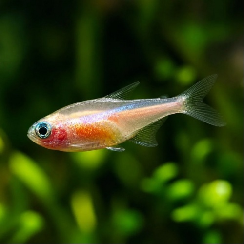 Neonka zlatá - Paracheirodon innesi sp. Gold