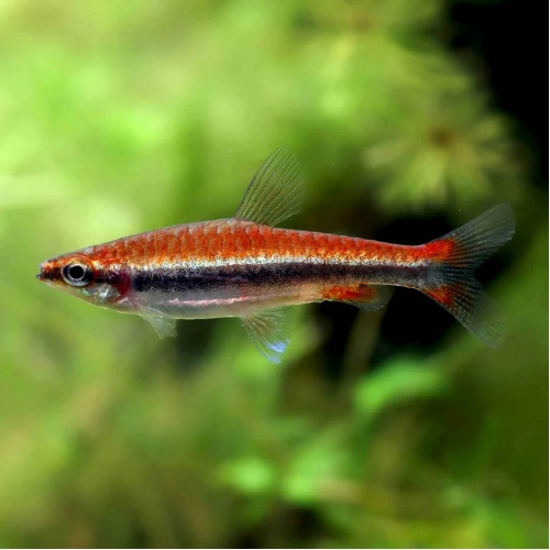 Drobnoústka pruhovaná - Nannostomus beckfordi