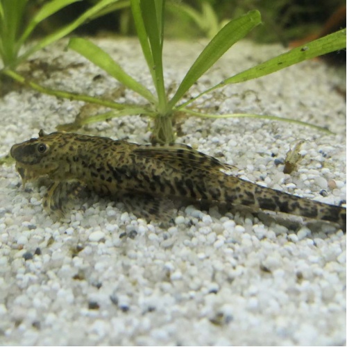 Lorikárie kopinatá - Rinelorikaria lanceolata