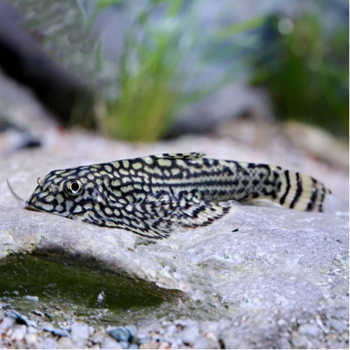 Sevelie pruhovaná - Sewellia lineolata