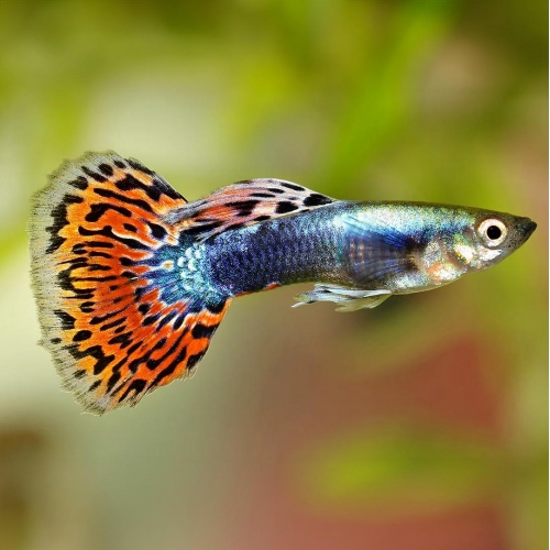 Paví očko - poecillia reticulata