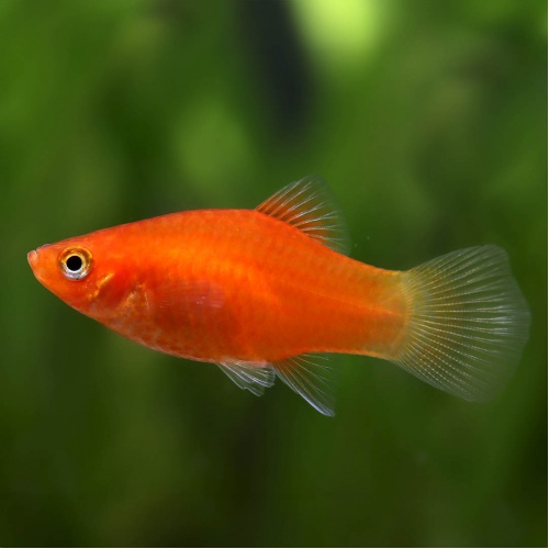 Plata korálová - Xiphophorus maculatus coral