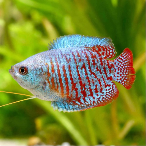 Čichavec zakrslý - Colisa lalia