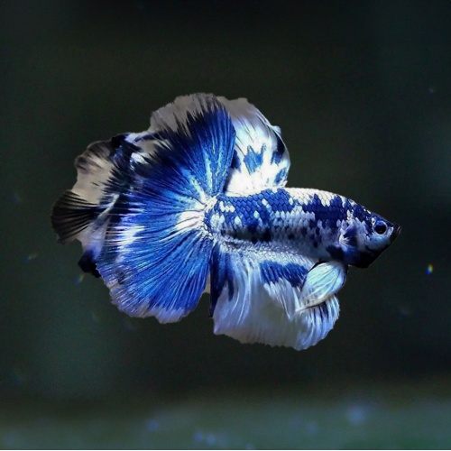 Bojovnice Betta samec Half Moon