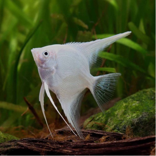 Skalára diamantová - Pterophyllum scalare