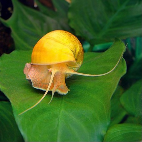 Ampulárie žlutá měchýřovka - Ampullaria australis