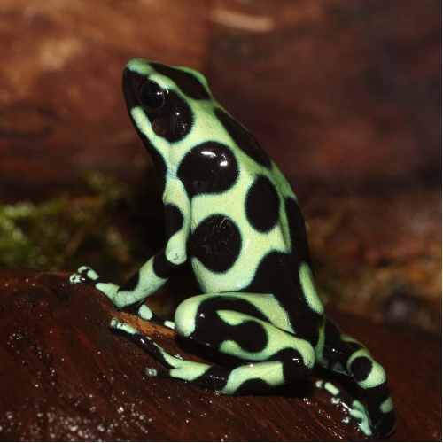 Pralesnička batiková - Dendrobates auratus