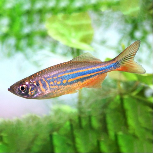Danio malabarské - Danio aequipinnatus