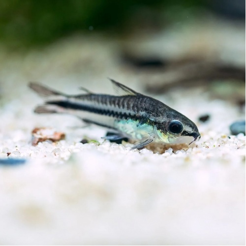 Pancéřníček malý - Corydoras pygmaeus