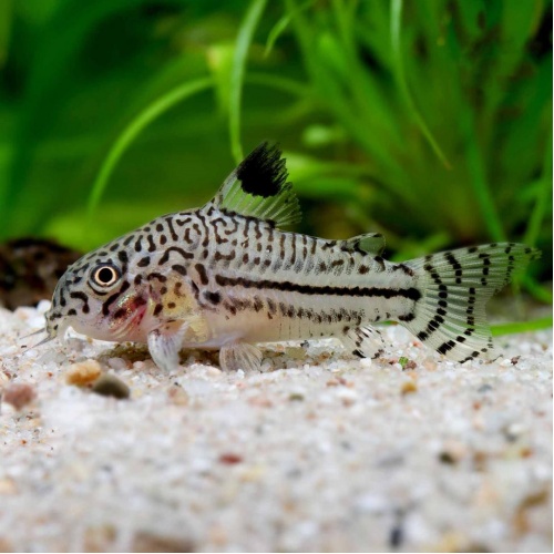 Panceřníček leopardí - Corydoras trilineatus