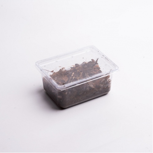 Isopodi cca 30ks (Porcellionides pruinosus)