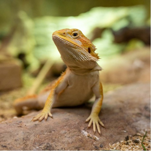 Agama vousatá střední Pogona vitticeps