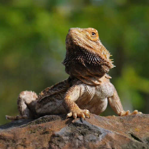 Agama vousatá velká Pogona vitticeps