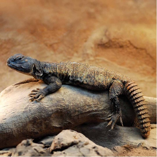 Trnorep africký Uromastyx acanthinura