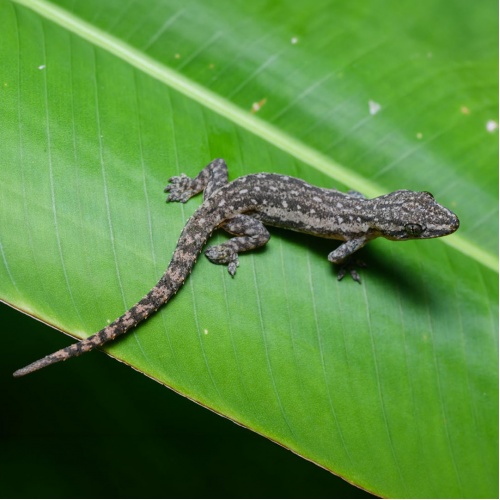 Gekon východní - Hemidactylus frenatus