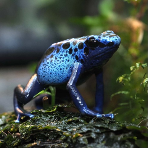 Pralesnička azurová Dendrobates tinctorius azureus
