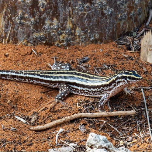 Ještěrkovec čtyřpásý Zonosaurus quadrilineatus