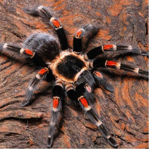 Sklípkan malý Brachypelma auratum