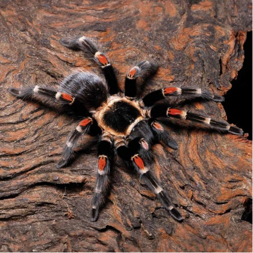 Sklípkan velký Brachypelma auratum