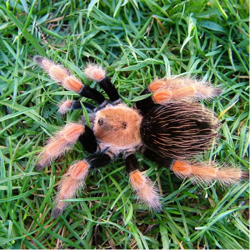 Sklípkan - Brachypelma boehmei - střední