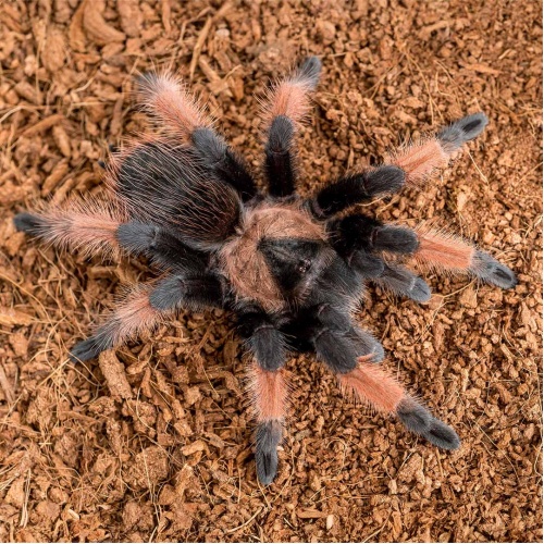 Sklípkan - Brachypelma emilia - střední
