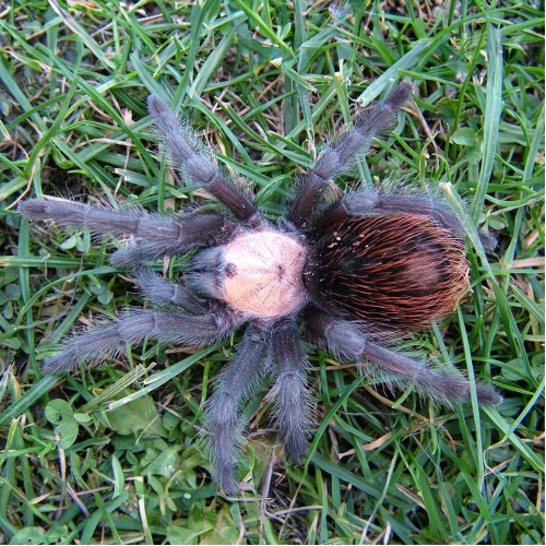 Sklípkan - Brachypelma ruhnaui - střední