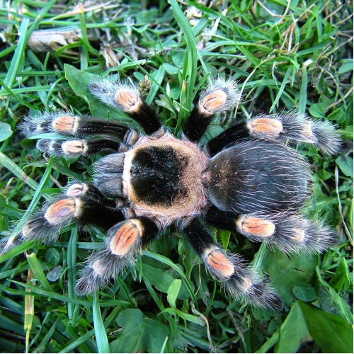 Sklípkan - Brachypelma smithi - střední
