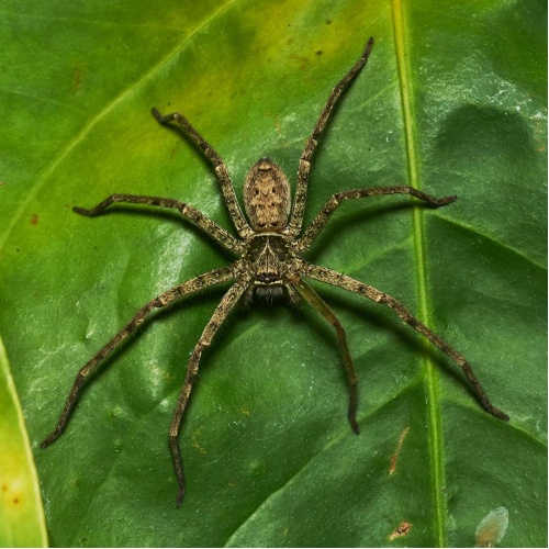 Maloočka lovecká - Heteropoda venatoria - samec