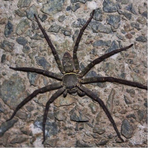 Maloočka lovecká - Heteropoda venatoria - samice