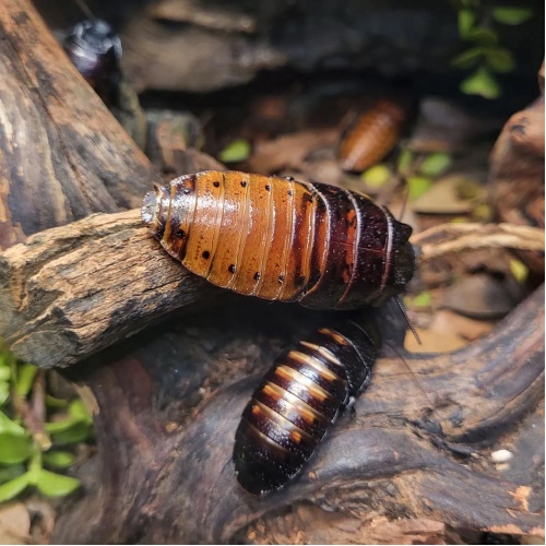 Šváb madagaskarský - Gromphadorhina portenosa