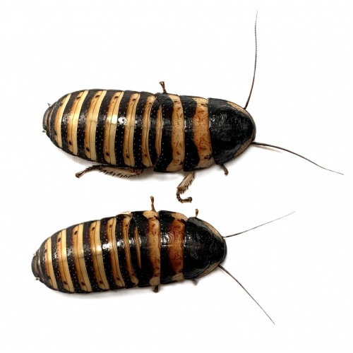Šváb - Eliptorhina javanica