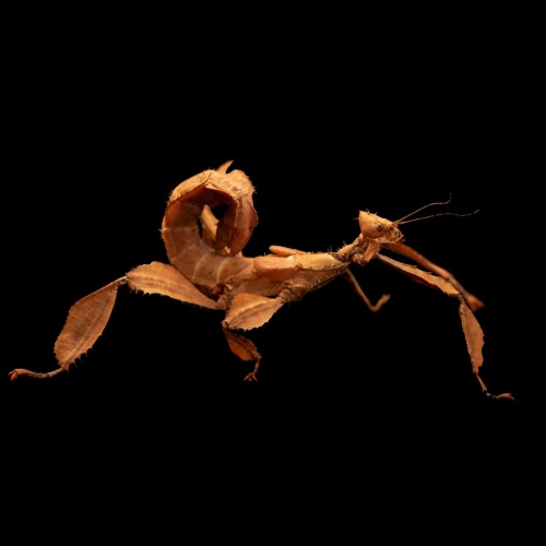 Strašilka australská - Extatosoma tiaratum
