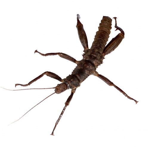 Strašilka ostruhatá - Eurycantha calcarata