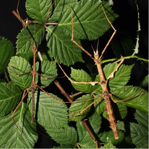 Pakobylka - Parapachymorpha zomproi