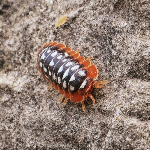 Stinka - Armadillidium klugii