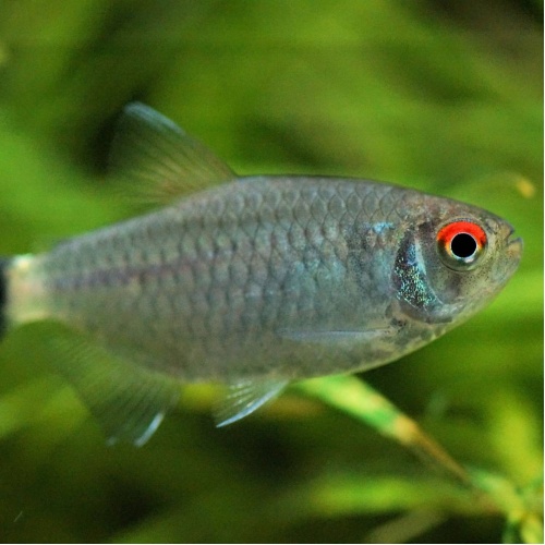 Tetra paraguayská - Moenkhausia sanctafilomenae
