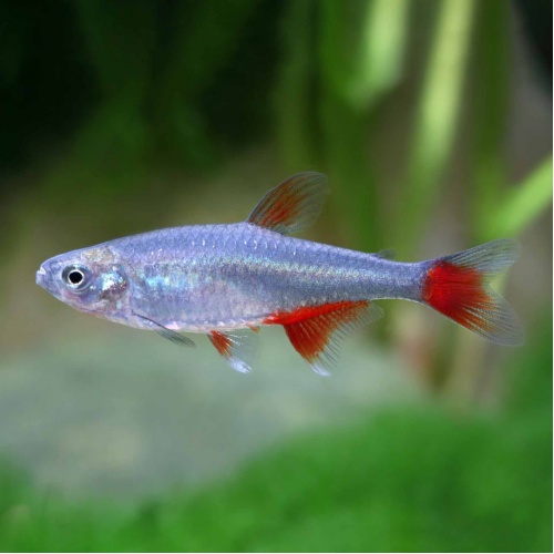 Tetra červenoploutvá - Aphyocharax anisit