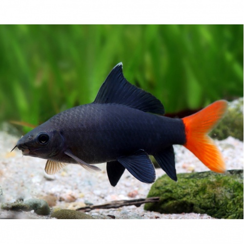 Parmička červenoocasá - E.bicolor