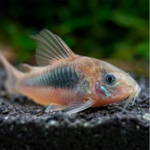 Pancéřníček zelený - Corydoras aeneus