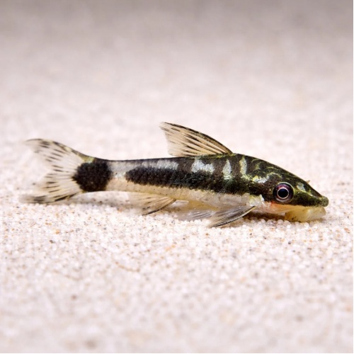 Krunýřovec jednopruhý - Otocinclus affinis