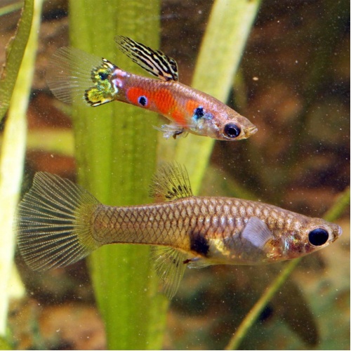 Paví oko divoká forma - Poecilia reticulata