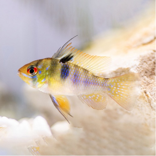 Cichlidka ramirézova - Mikrogeophagus ramirezi