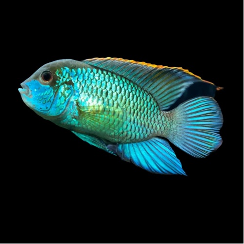 Akara modrá - Andinoacara pulcher
