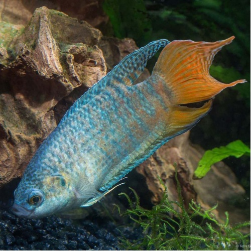 Rájovec dlouhoploutvý - Macropodus opercularis