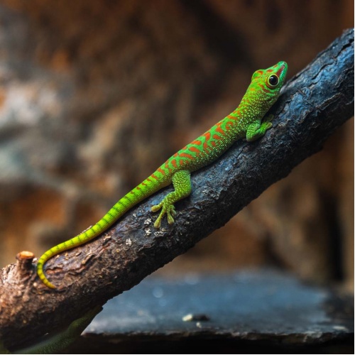 Felsuma madagaskarská Phelsuma madagaskariensis