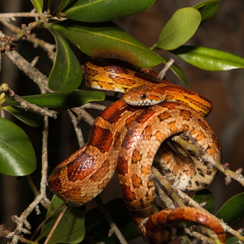 Užovka červená Pantherophis guttatus velká