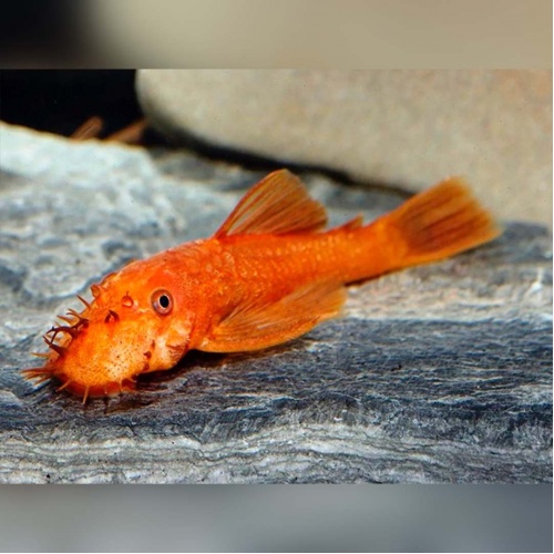 Krunýřovec červený - Ancistrus sp.